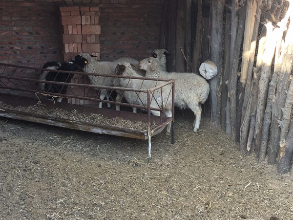 威尼斯官网组织教职工献爱心精准扶贫